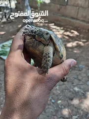  2 ذكر سلحفاة للبيع