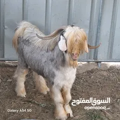  6 جدي رحبي للبيع