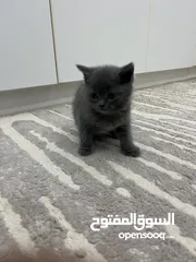  2 قطط سكوتش ستريت