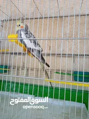  13 ببغاء كوكتيل ذكر وانثى مع قفص
