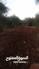  2 ارض مميزة للبيع في جيوس مساحات متعددة طابو منطقة بي..