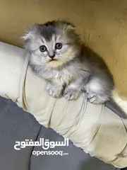  2 قطط هيملايا