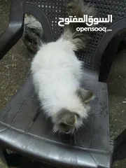  2 قطه هملايا للبيع