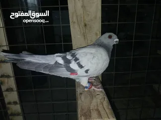  14 كوم كامل للبيع  دينارين ونص الحبه زق وكش الفحول كلها كش