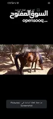  7 فرس مع مهر للبيع