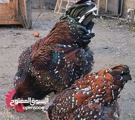  1 جاج ساكسي.