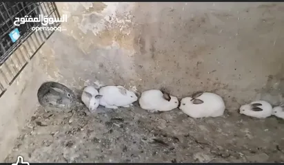  1 ارانب هولندي وحبة بلدية