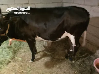  2 اجره ولا بطن مال جني