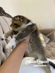  1 قطط سكوتش فولد وسكوتش ستريت