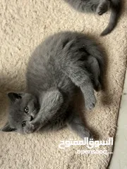  9 قطط للبيع عمرهم شهر و نص الام هملايا و الاب بريتش