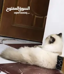  2 قطه هملايا للبيع سعر 50 الف