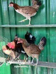  6 مجاميع دجاج للبيع