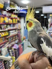  2 كوكتيل اليف فحل عليه عرض