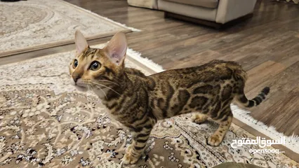  7 قطة بنغال انثى Bengal female kitten