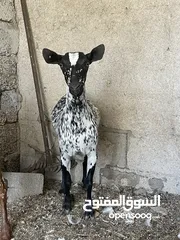  2 للبيع انثه جاهزه صلاليه بيور