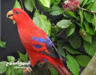  5 فروخ ببغاء لوري الليفه