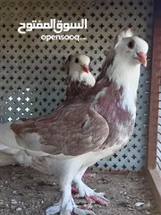 4 حمام للبيع