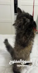  5 قطط للتبني
