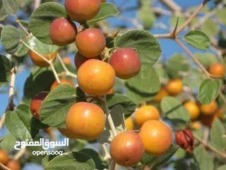  30 مشاتل السهل الاخضر الزراعيه تنسيق حدائق ومزارع