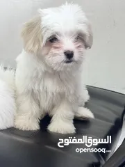  1 Maltese puppy