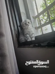  3 قطط سكوتش فولد بأقل سعر بالاردن بيور أهالي مسجلين