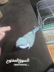  9 ببغاء كويكر آليف متكلم لون مميز أزرق بسعر مغري معه قفص وأكل بقلد أصواط ونغمات كثير بدك فيديوهات موجو