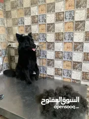  5 حمم كلبك بهالصيف
