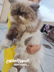  5 قطط بيت حوامل