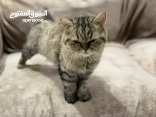  7 قطط للتبني