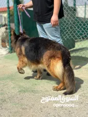 15 بــــــــسعر مغري سامويد وجيرمن