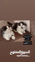  1 لونج هير cat