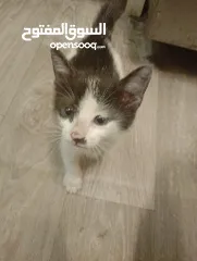  1 Adorable Cat for Adoption