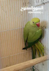  1 طيرة درة ام فراخ اقرأ الوصف، كوكتيل فيشر حب جنة كنار كاسكو جوز انتاج فراخ كنيور عصفور كويكر جرين شيك