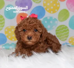  2 Toy Poodle