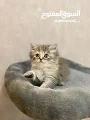  4 Kitten قطة