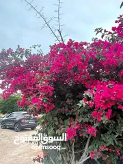  30 مزرعة وشاليه