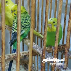  2 طيور حب للبيع