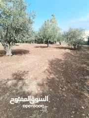  7 من أجمل قطع الرمان جميع الخدمات مشجرة