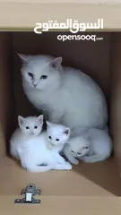  5 PURE TURKISH ANGORA