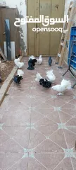 6 حمام هزاز للبيع