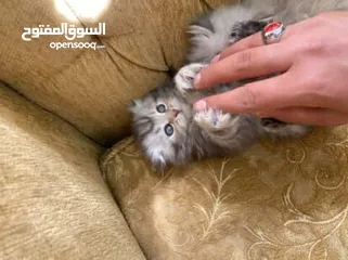  12 5 قطط مكس للبيع