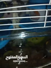  1 هامسترات للبيع