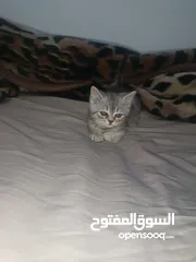  5 قطط جاهزة لبيتها الجديد