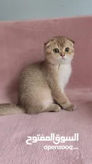 10 lovely adorable kittens Available