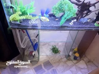  3 حوض سمك واسماك للبيع