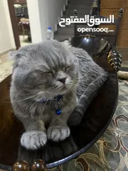  3 Scottish fold