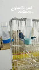  1 موجود جوز فيشر لون مميز للبيع او للبدل