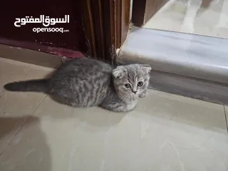  6 قط ذكر سكوتش فولد بيور مواليد 3/9  لون سكني فاتح