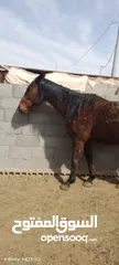  3 خيل حصان للبيع