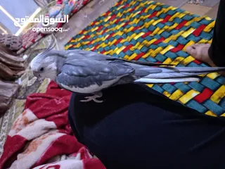  4 كوكتيل اليف طينه